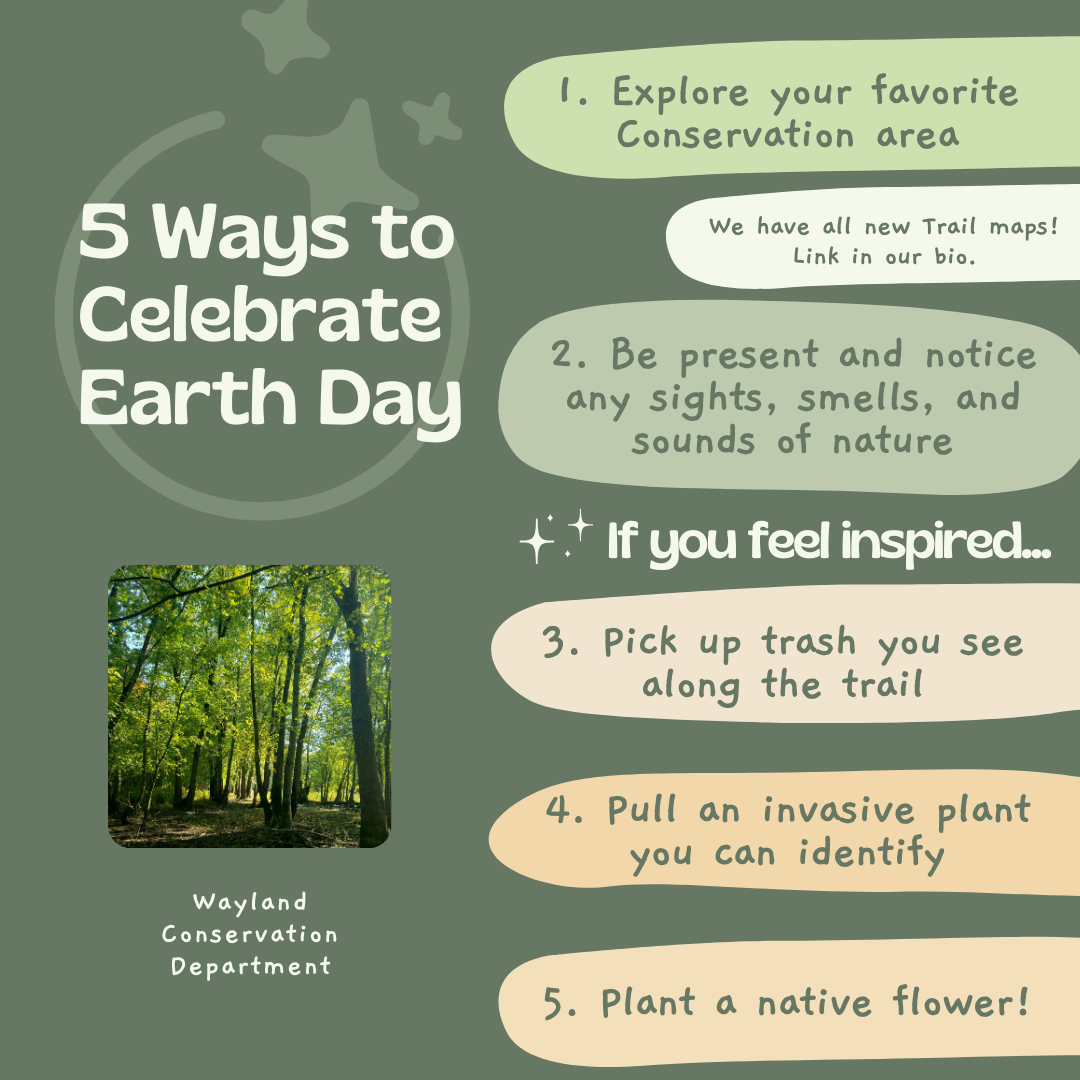 5 ways to celebrate earth day