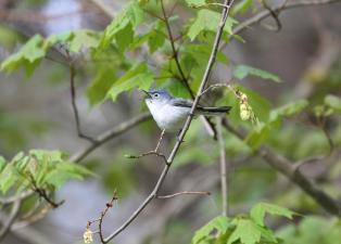 A small blueish- grey bird with a lighter belly sits and sings from a branch