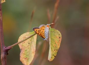A yellow-orange butterfly with black spots sits on a leaf