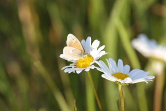 A cream-colored butterfly with a single black spot sits on a daisy