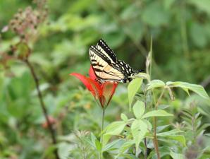 A black- and yellow butterfly sits on a red wood lily.