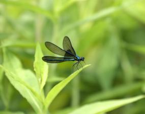 an iridescent blue dragonfly with black wings rests on a leaf.