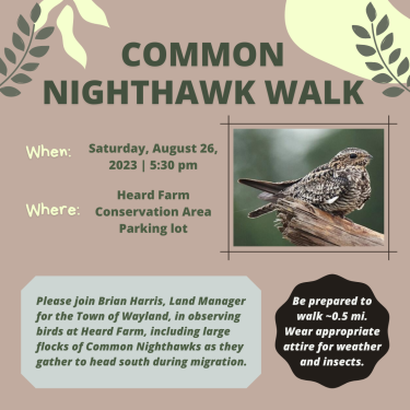 common nighthawk walk flyer
