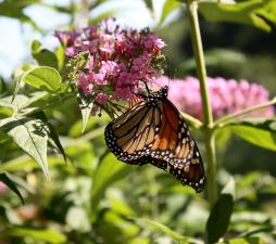 A monarch butterfly sits on a pink flower