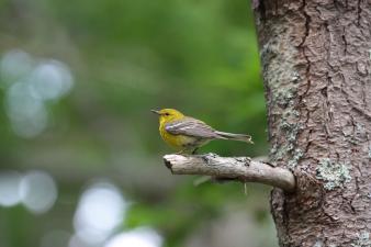 a yellow songbird with grey wings and tail sits next to a tree trunk