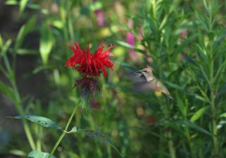 a hummingbird sips on a red flower
