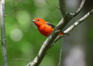 a bright red bird with black wings sits on a tree branch