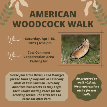 American Woodcock flyer