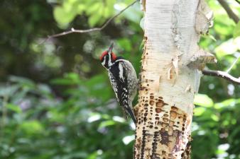 A balc-and white- spotted woodpecker with red cap and chin sits vertically on a trunk