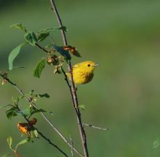 a bright yellow bird with some spots on its belly holds onto a vertical tree branch