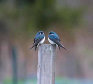 Tree Swallows, Photo by Brian Harris