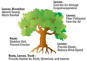 Tree Importance