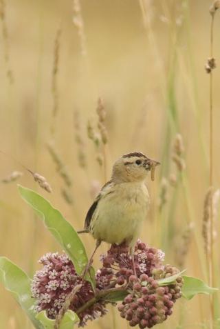 a bobolink female bird sits atop a milkweed holding a worm in its mouth