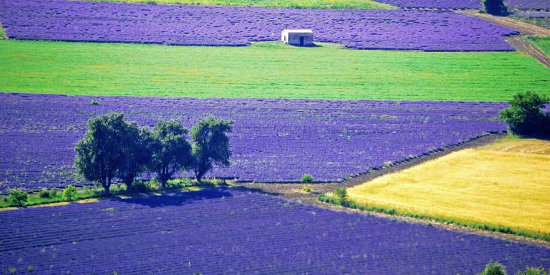 Purple fields
